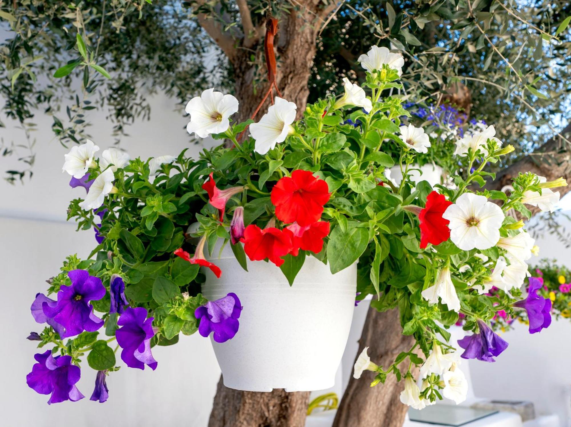Villa Del Capo Suites Rhodes City Ngoại thất bức ảnh